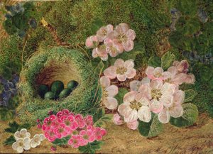 Sleutelbloemen bij een Vogelnest